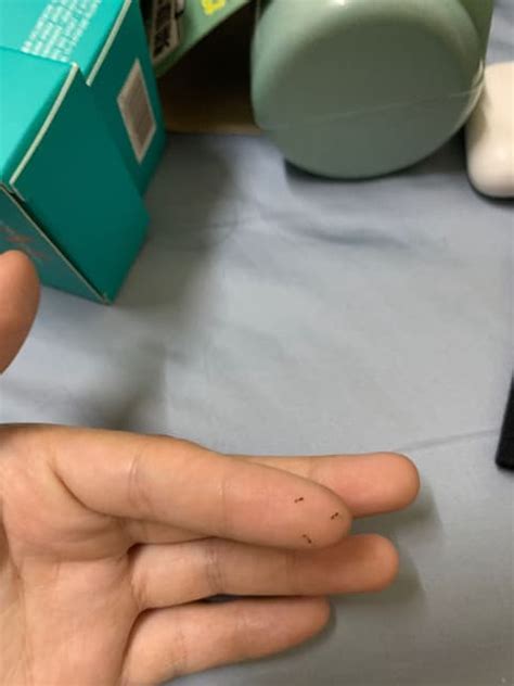縫合水晶用法 房間長螞蟻